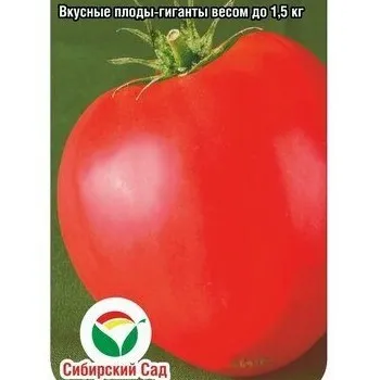 tomat-byche-serdce-gigant